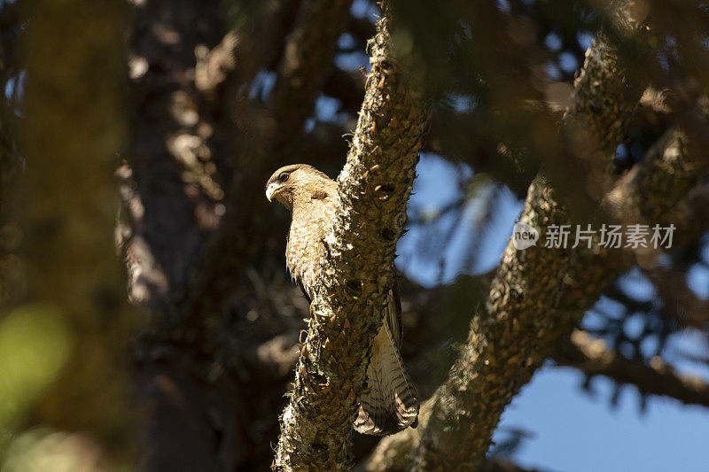 Chimango Caracara (Milvago ximango)